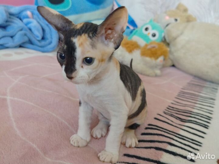 Котёнок Донского сфинкса