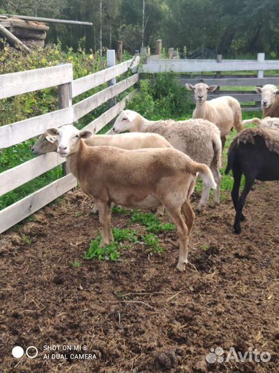 Катумские чистокровные овцематки