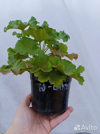 Пеларгония