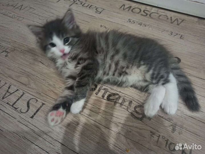 Котята сибирской кошки