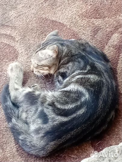 Отдам котенка. Мама крысоловка