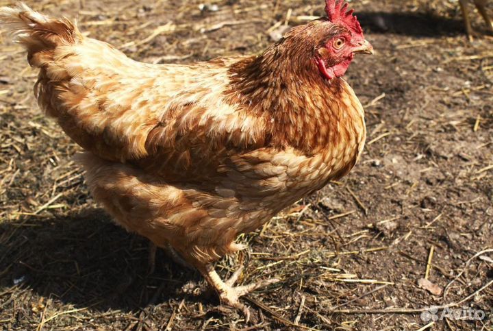 Курочки несушки с доставкой