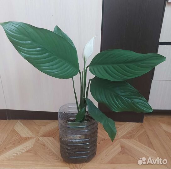 Спатифиллум (женское счастье)