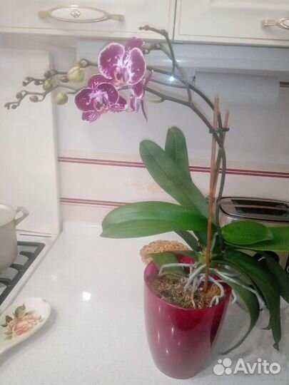 Орхидея фаленопсис
