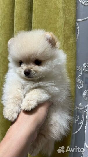 Щенки шпица