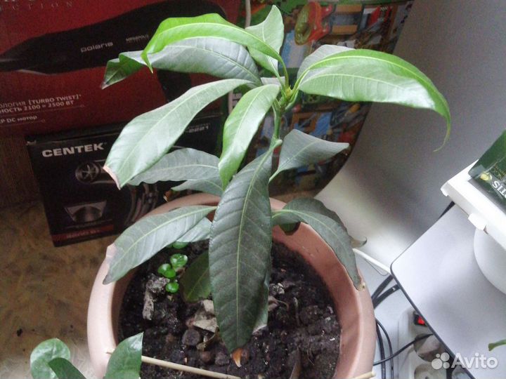 Mango растение