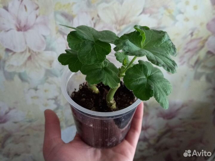 Пеларгония герань лили Кокетка куст 2г