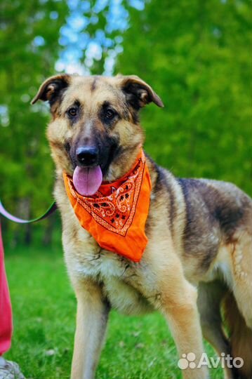 Спасите собаку из приюта