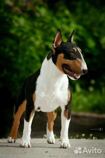 Выгул собак