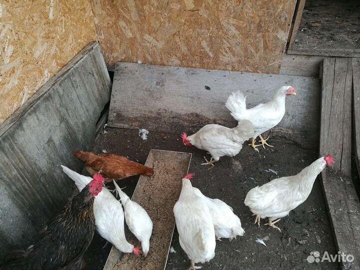 Продам кур яичной породы Декалб Уайт с петухом