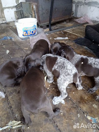 Щенки курцхаара