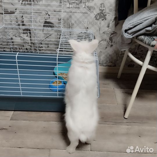 Домашние животные кролики