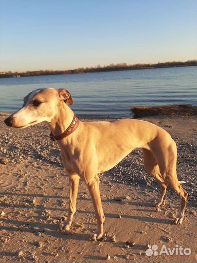 Фотосессия