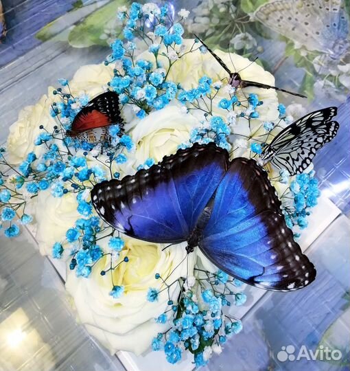 Композиции цветов с тропическими бабочками