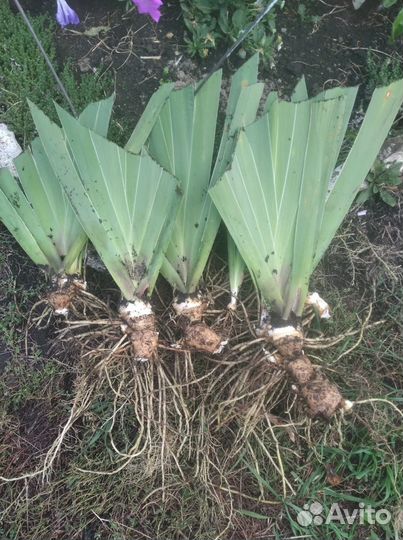 Ирисы саженцы