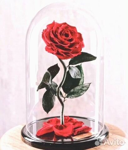 Роза в колбе. Качественная