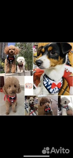 Жилет с поводком для кошки и собаки