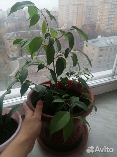 Фикус Бенджамина