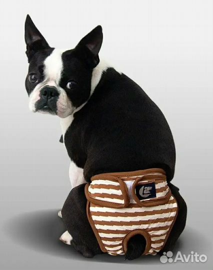 Подгузники при течке собак и кошек. Трусики