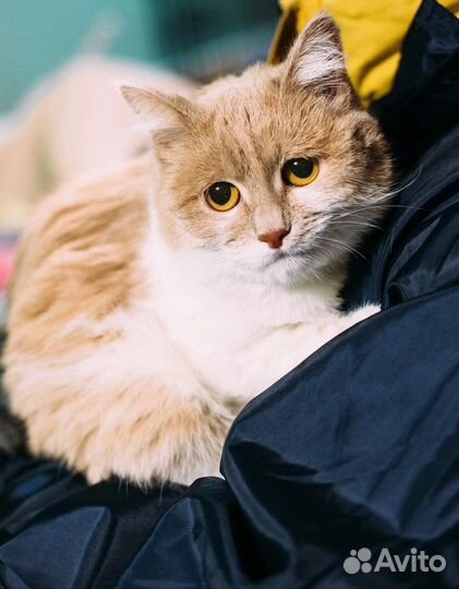 Кошка Милка для радости в семье