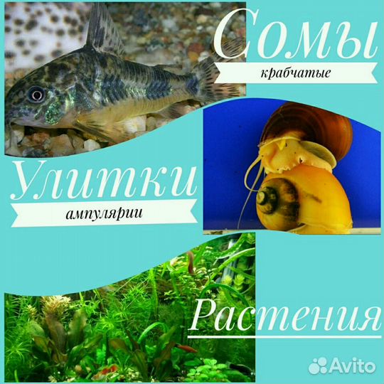 Аквариумные рыбки