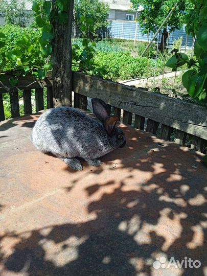 Кролики полтавское серебро