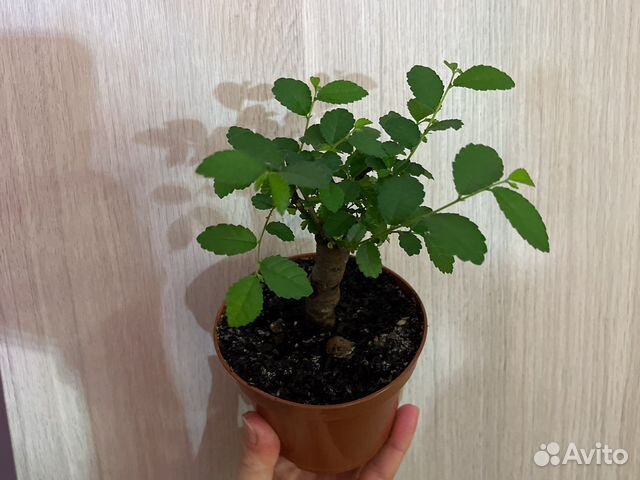 Бонсай (вяз мелколистный)