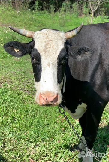 Корова дойная