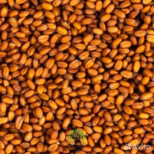 Рыжик / Семена Рыжика