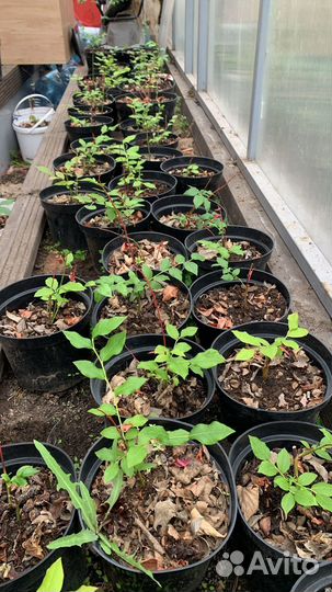 Голубика растение