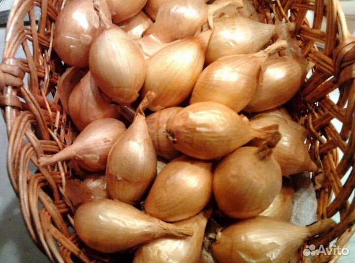Лук семейный 