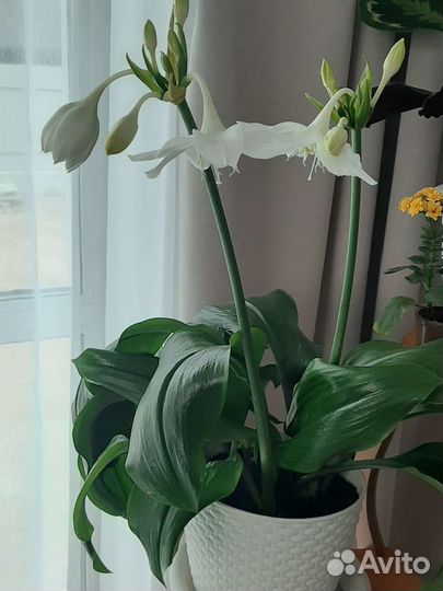 Эухарис амазонская лилия