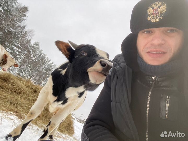 Транспортировка крс мрс ослов