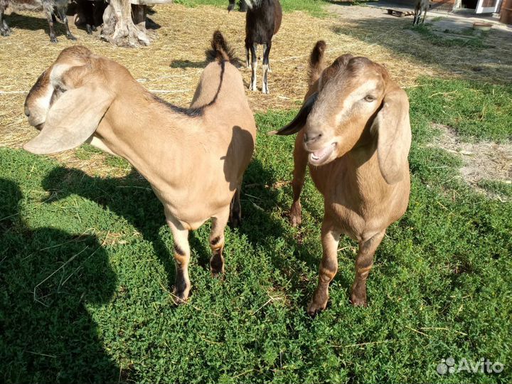 Продаются козы