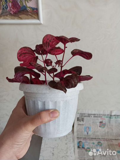 Букеты цветов живых,на подарок