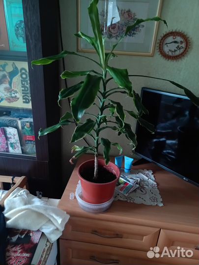 Цветы комнатные