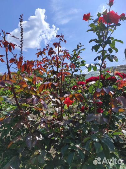 Роза Салита