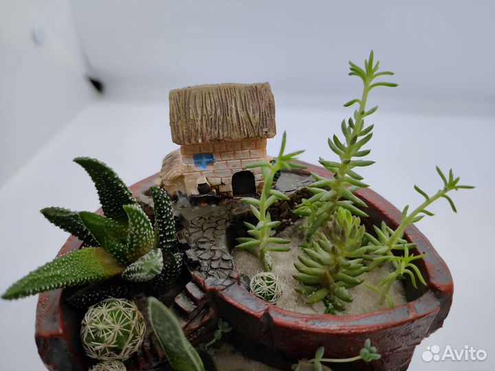 Живой зимний мини сад