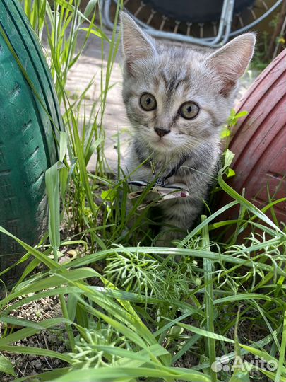 Котята бесплатно