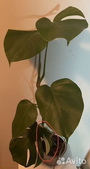 Монстера Альба