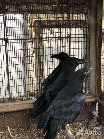 Птенцы Чёрного Ворона