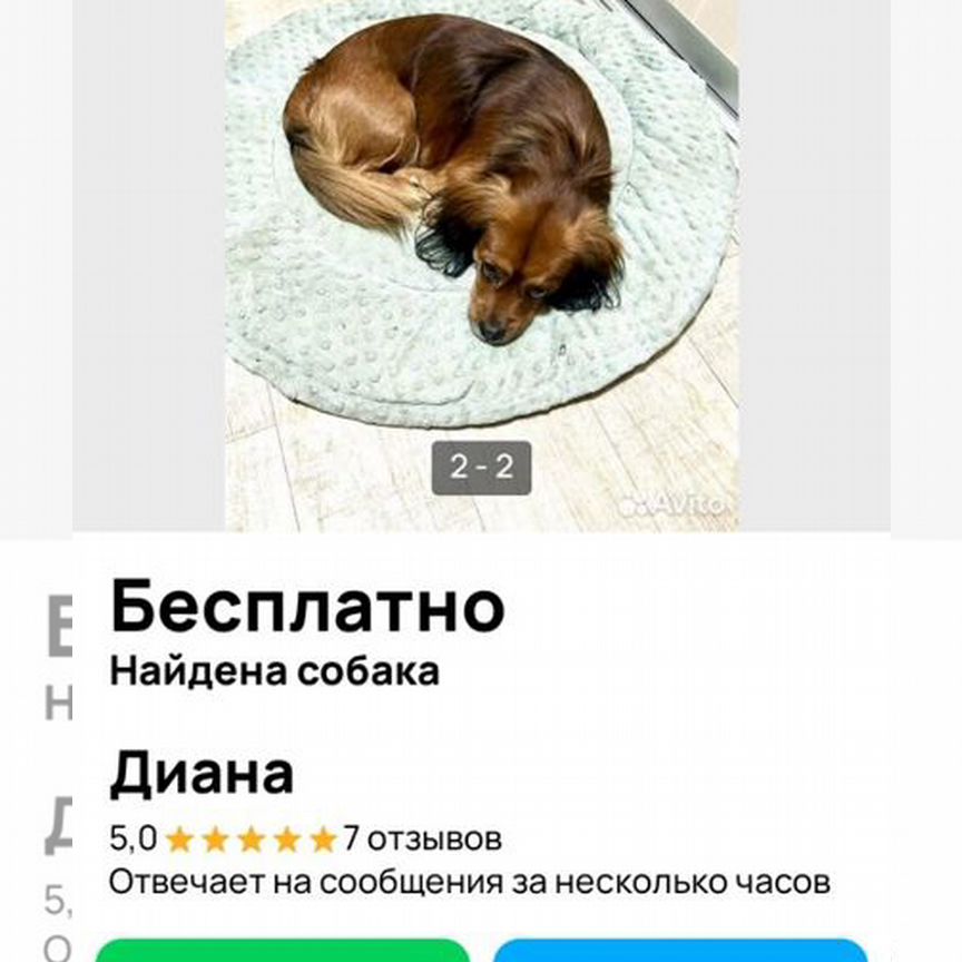 Собака в добрые руки отдам бесплатно