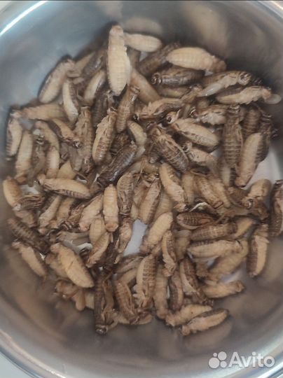 Замороженные сверчки