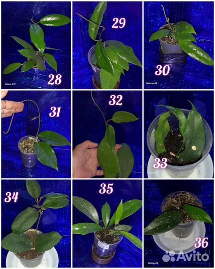 Хойя укоренённая и срезы(обновление 03.08.23)