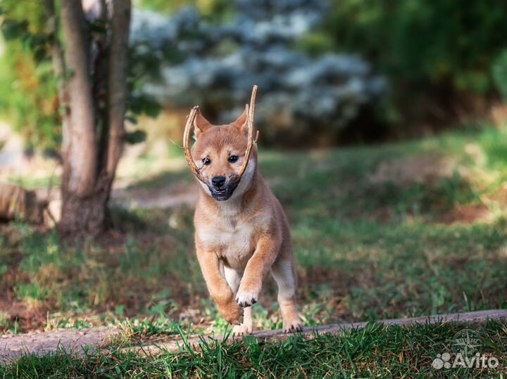 Щенки сиба ину