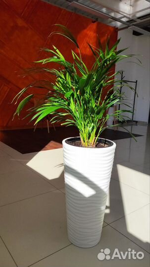 Пальма арека дипсис