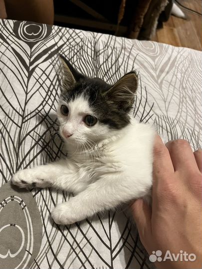 Отдам котят