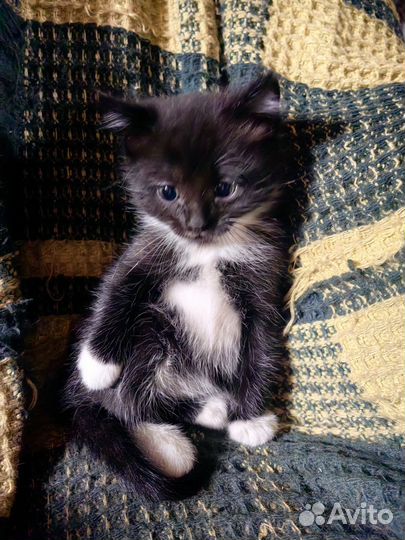 Котик в добрые руки
