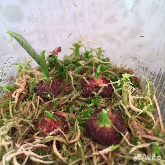 Алоказия Синуата клубни