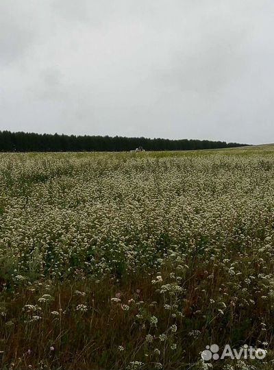 Мёд со своей пасеки